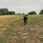 Chief at the dog park