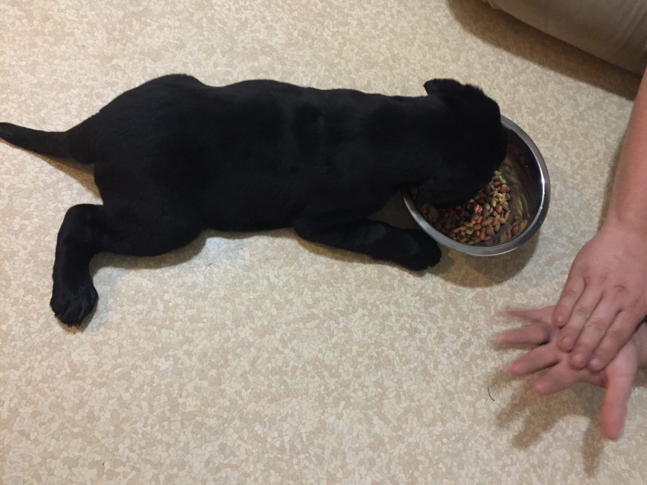 Chief black lab puppy