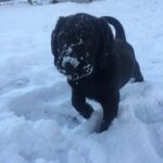 Chief as puppy in snow